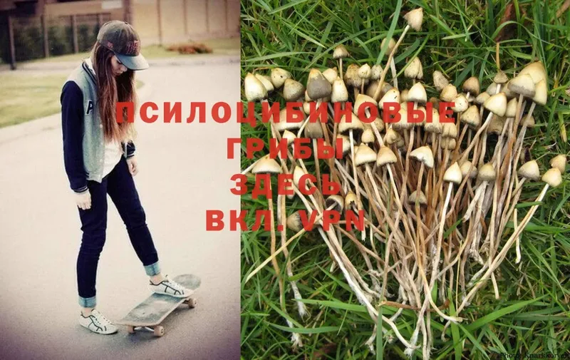 Псилоцибиновые грибы Psilocybine cubensis  гидра ссылки  Семёнов 